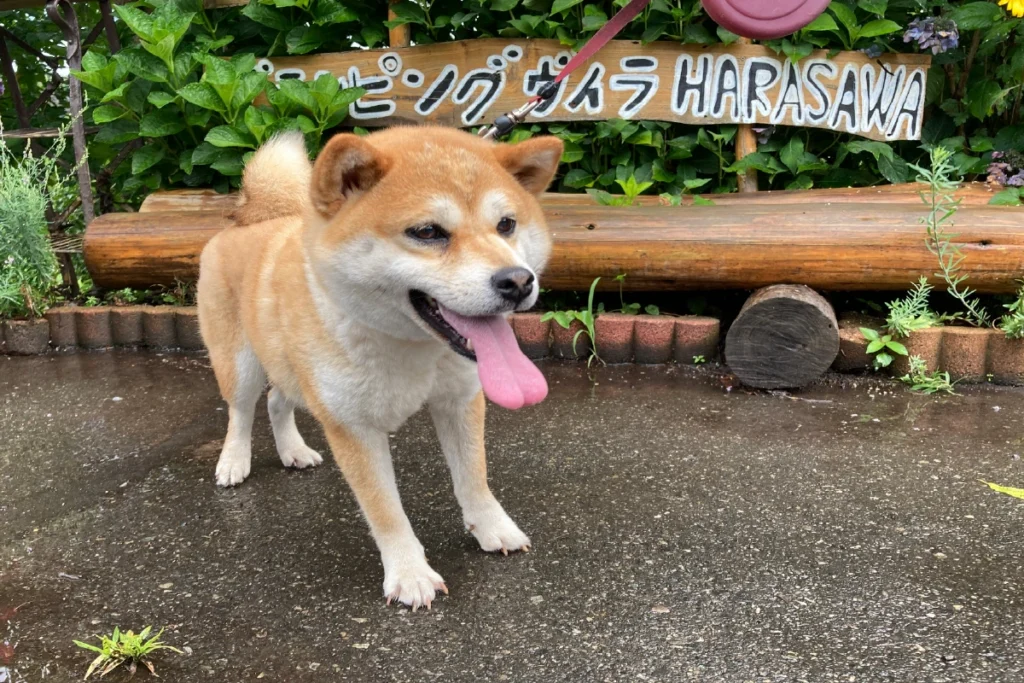 りんご狩りに連れてきた犬（リンゴ狩りはぺっとOK）
