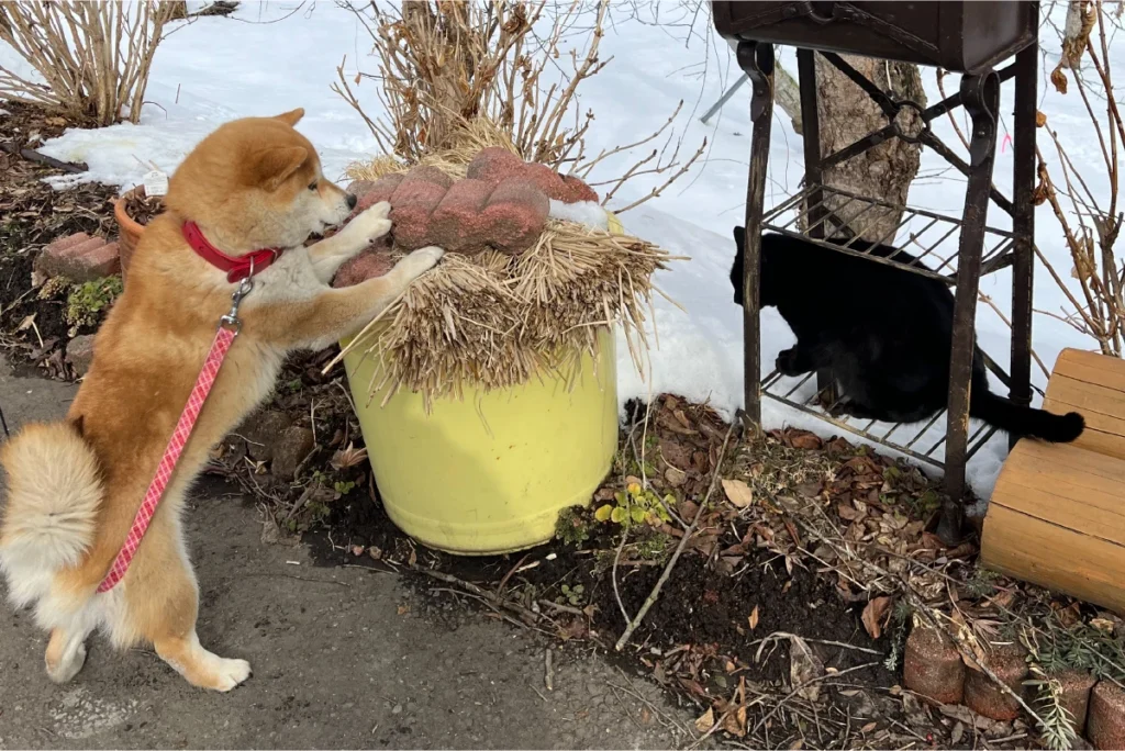 番犬と看板猫の茶々とクロン